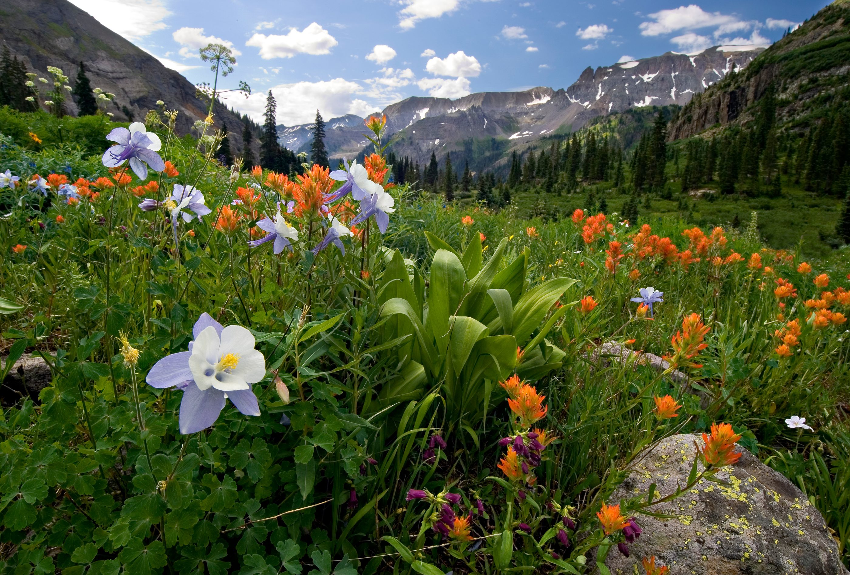 Wildflowers blooming in a high Colorado mountain basin