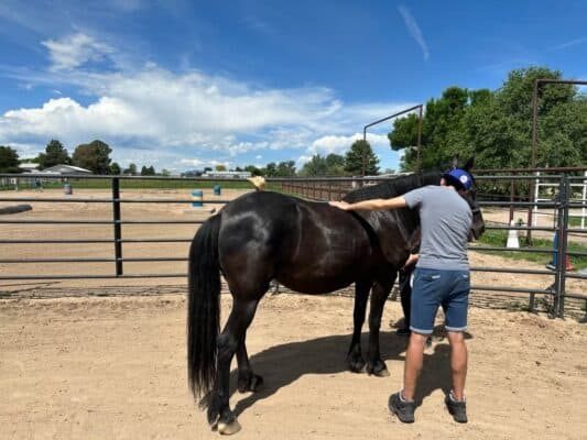 Equine therapy session